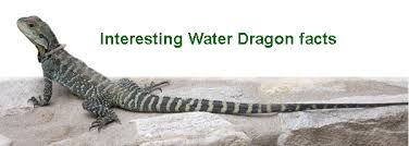 Maybe you would like to learn more about one of these? Water Dragon Faq For Kids