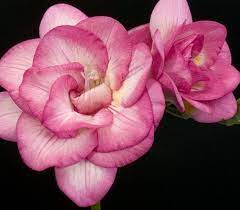 Freesia Bloemfontein This Outstanding Strain Of Giant Flowering Freesias Produce Huge Heavenly Scented Blooms In A Stunning Ar Bulb Flowers Flowers Freesia