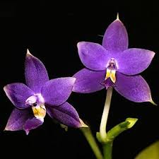 Image result for Indigofera oxalidea