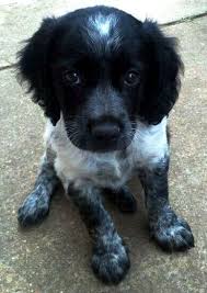 Black Spaniel Breton Cute Puppies And Kittens Brittany Dog Brittany Spaniel Dogs