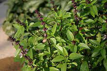 Use thai basil in recipes such as green and red curries, pho noodle dishes and summer rolls. Thai Basil Wikipedia