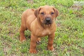 He's a lovely boy and is very smart and trainable. Pawpatch Rhodesian Ridgebacks Rhodesian Ridgeback Rhodesian Ridgeback Puppies Ridgeback Puppies