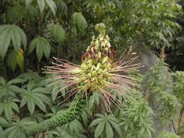 Image result for Cleome maculata