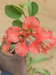 Image result for Bauhinia galpinii