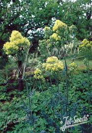 Image result for Satyrium flavum