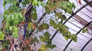 We did not find results for: How To Grow Passionfruit From Seed And Cuttings