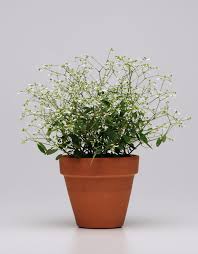 Image result for Euphorbia graminea