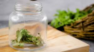 Dengan bantuan pisau yang sangat tajam, potong batang terbawahnya agar bagian yang terkena air. 4 Cara Untuk Menyimpan Daun Ketumbar Wikihow