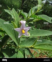 Image result for Solanum campylacanthum 'incanum type'