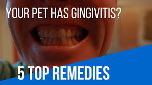 Treatment of folk remedies for animals is unacceptable. Gingivitis In Cats And Dogs 5 Top Remedies Youtube