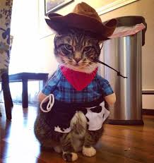 Our cat using her cowboy costume and performing some tricks. 105 Halloween Cat Costumes That Will Make You Smile Cat Halloween Costume Cat Costumes Halloween Cat