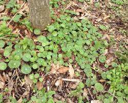 Foraging Texas Dollarweed