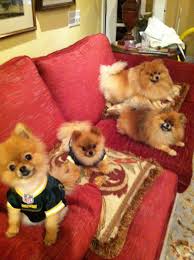 10 All About Pomeranian Does Your Dog Measure Up And Does It Matter Characteristics In 2020 Dog Trends Dogs And Kids Cute Dogs