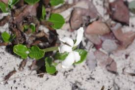 Image result for Leptactina involucrata