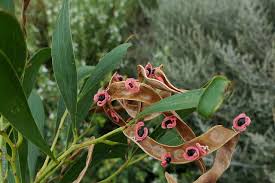 Image result for Acacia melanoxylon