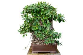 Image result for Ficus craterostoma