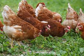 Crianza de gallinas ponedoras: conozca cuáles son los requisitos para la recría y el manejo de las aves - Certified Humane Latino | Bienestar animal
