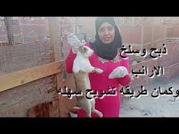 تفسير ذبح البط بالمنام لابن سيرين. Vdhnovenie Umereno Prestizhna Ù†Ø³Ø§Ø¡ ØªØ°Ø¨Ø­ Ø¯Ø¬Ø§Ø¬ Stewartvillecommunitytheatre Org
