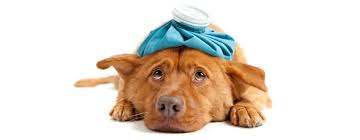 L'affanno e' un problema dell'apparato respiratorio? 21 Sintomi Da Non Ignorare Nel Vostro Cane Blog Animali Petyoo