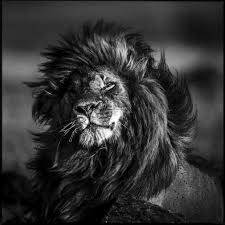 Black And White Photos Of Wild Animals Black And White Wild Animals In Africa Wild Animals In Africa Animals Wild Animals Beautiful