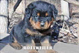 Cannot keep the pup posted breed: Rottweiler Puppies For Sale In Pa All Information Of The World