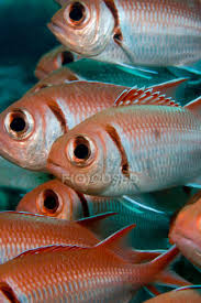 Shoaling fish are a group of fish that stay together for social purposes, while if a group is swimming in the same direction in a coordinated manner, then they are referred to as schooling fish. Group Of Schooling Fish Under Water Singing Animals Stock Photo 172002462