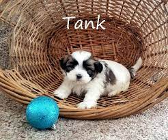 Our teddy bear puppies for sale in north carolina are bred for health & quality. Teddy Bear Puppies For Sale In Wisconsin Find Teddy Bear Puppies For Sale In Wisconsin Minnesota A Teddy Bear Puppies Bear Puppy Teddy Bear Puppies For Sale