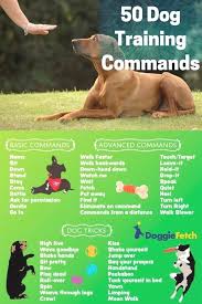 Dog Training Grass Patch Dog Training 01844 Pitbull Service Dog Training Dog Training Treats Chic Dog Training Obedience Dog Training Dog Training Near Me