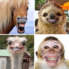 This Ostrich Make You Smile Animals Ostrich