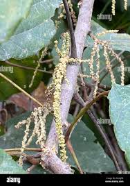 Image result for Alchornea cordifolia