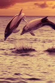 Hurb Guides Fernando De Noronha Brasil Video