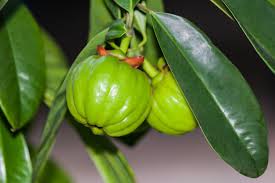 Image result for Garcinia volkensii