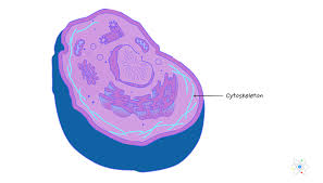 cytoskeleton definition structure function with diagram