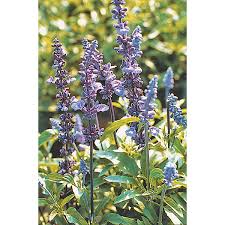 Image result for Salvia farinacea