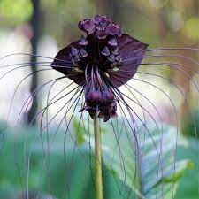 Allium Ampeloprasum Bat Plant Easy To Grow Bulbs Bat Flower