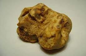 En raison de l'impossibilité de les cultiver, des disparités climatiques et pédologiques et de la difficulté à les trouver, les truffes atteignent un prix élevé sur le marché. Alba Une Truffe Blanche Adjugee A Un Prix Record Lepetitjournal Com