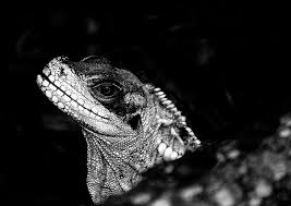 Black And White Lizard Black And White A3 Size Photo Lizard Black White Print Pictures A3 Size