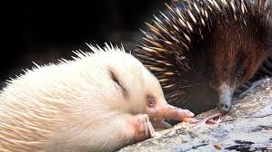 Albino Echidna Albino Animals Animals Echidna