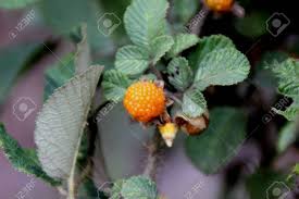 Image result for Rubus ellipticus
