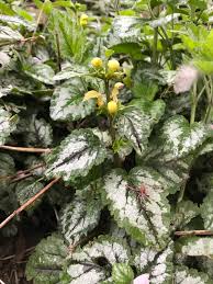 Shrubs with yellow flowers 89 plants found. Yellow Archangel April 2019 Weed Of The Month Noxious Weeds Blog