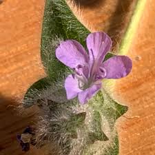 Image result for Anisosepalum