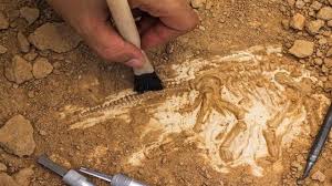 Paleontoloji Ve Fosil Nedir Fosil Nasil Olusur Fosiller Hayvan Bilimi