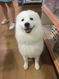 BEHOLD.. A collage of the Pebbles Scale ™ for your entertainment.