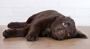 Just like human babies, puppies sometimes are not yet ready to sleep through the night. Dog Barking At Night Helping Dogs Sleep Preventing Early Waking