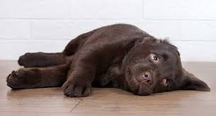 Puppies sleep a lot during the day, but when it is time for you to hit the hay, your little friend is wide awake and ready to play. Dog Barking At Night Helping Dogs Sleep Preventing Early Waking