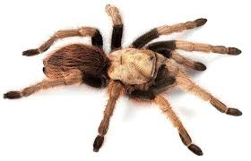 While spiders and other small insects do, on occasion, enter human ears, they do not do so to lay eggs. Tarantula Vs Tarantula Hawk A Halloween Horror Story With A Happy Ending Sky Island Alliance