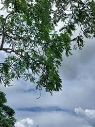 Image result for Kirkiaceae