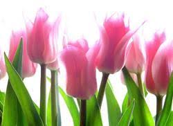 We have black tulips flowers, mix tulips collection, pink tulips collection, blue tulips, rainbow tulips. Tulip Flower In Bengaluru Latest Price Mandi Rates From Dealers In Bengaluru