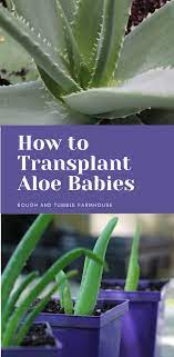 Transplant Aloe Babies Aloe Vera Plant Indoor Growing Aloe Vera Aloe Plant Care