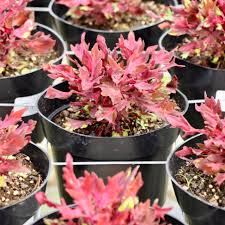 Image result for Coleus melleri